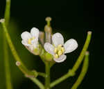 Alliaria petiolata #1